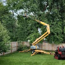 Best Lawn Maintenance Plans  in La Marque, TX