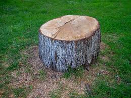How Our Tree Care Process Works  in  La Marque, TX