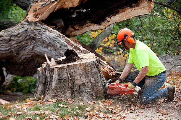 Best Seasonal Cleanup (Spring/Fall)  in La Marque, TX